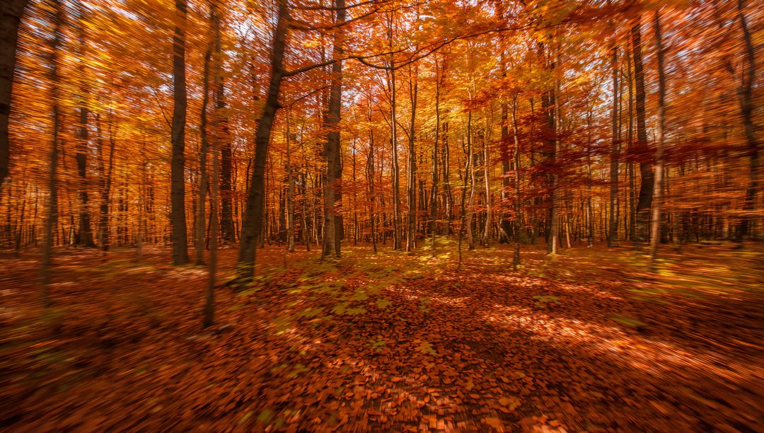Golden autumn forest with sunbeams filtering through tall trees and leaf-covered trail