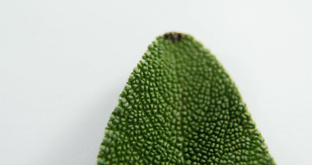 Macro Shot of Sage Leaf with Detailed Texture - Free Images, Stock Photos and Pictures on Pikwizard.com