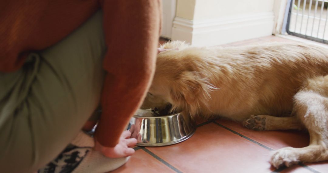 Person Feeding Dog in Cozy Home Environment - Free Images, Stock Photos and Pictures on Pikwizard.com