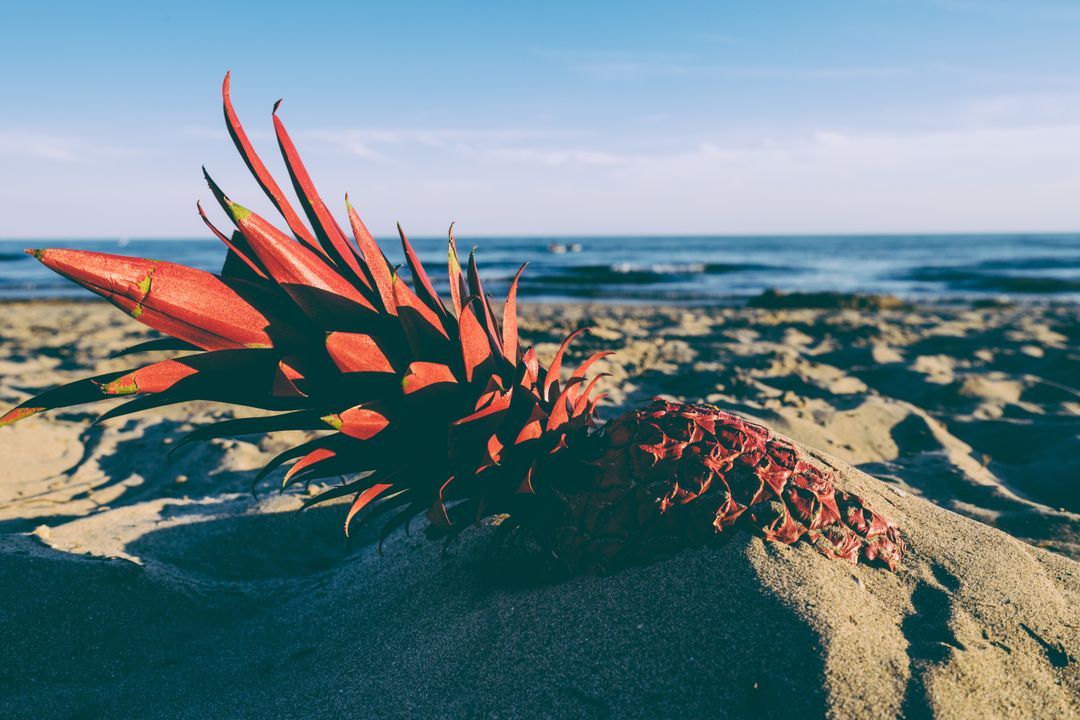 Red Pineapple on Sandy Beach with Ocean in Background - Free Images, Stock Photos and Pictures on Pikwizard.com