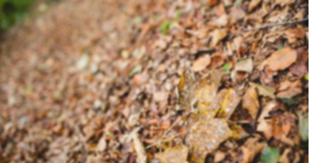 Blurred Autumn Leaves Forest Floor Embracing Nature's Harmony