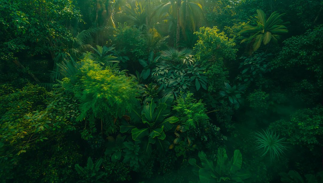 Lush Tropical Rainforest with Sunlight Filter