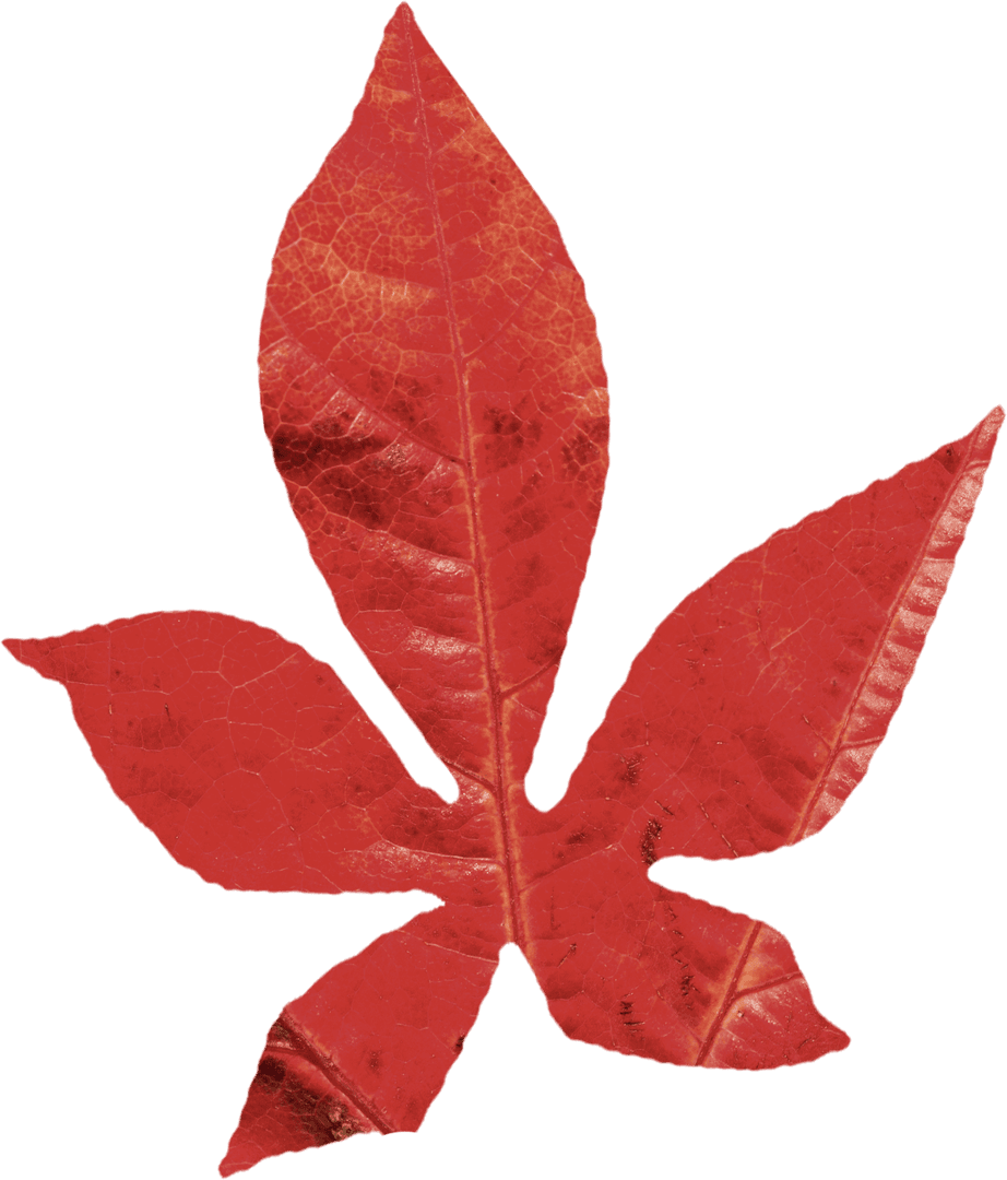 Vibrant Red Transparent Autumn Leaf Capturing Fall Essence