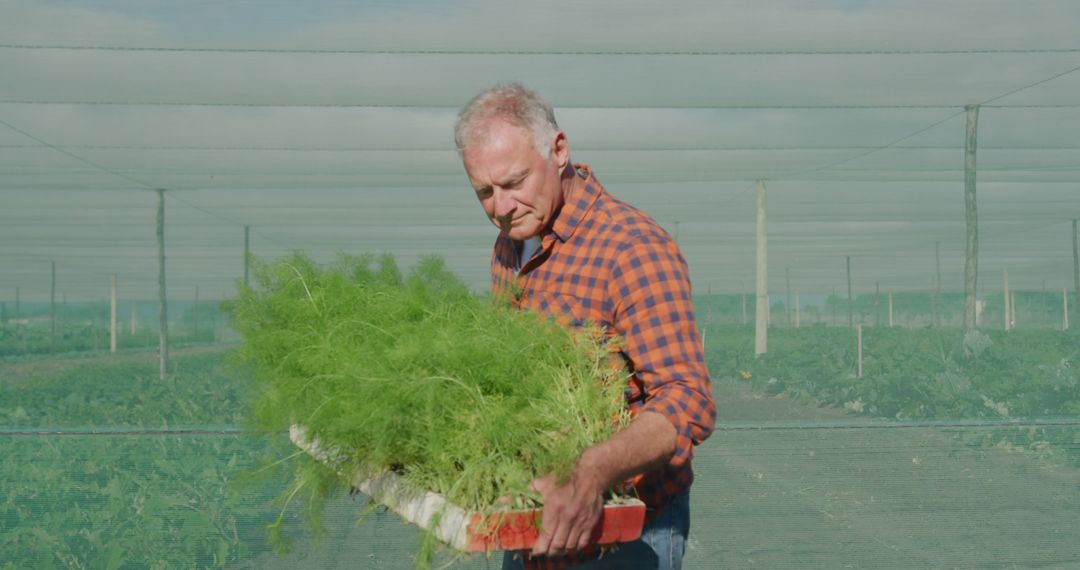 Male Farmer Carrying Fresh Produce in Greenhouse - Free Images, Stock Photos and Pictures on Pikwizard.com