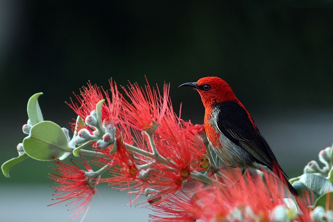 Scarlet Honeyeater - Free Images, Stock Photos and Pictures on Pikwizard.com