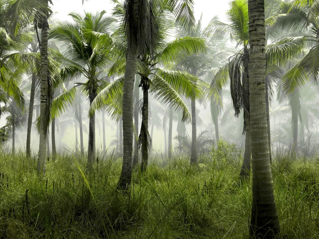Lush Tropical Palm Trees in Misty Jungle - Free Images, Stock Photos and Pictures on Pikwizard.com