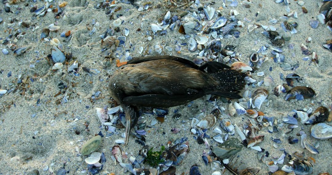 Dead Seabird Among Sand and Shells on Beach Shore - Free Images, Stock Photos and Pictures on Pikwizard.com