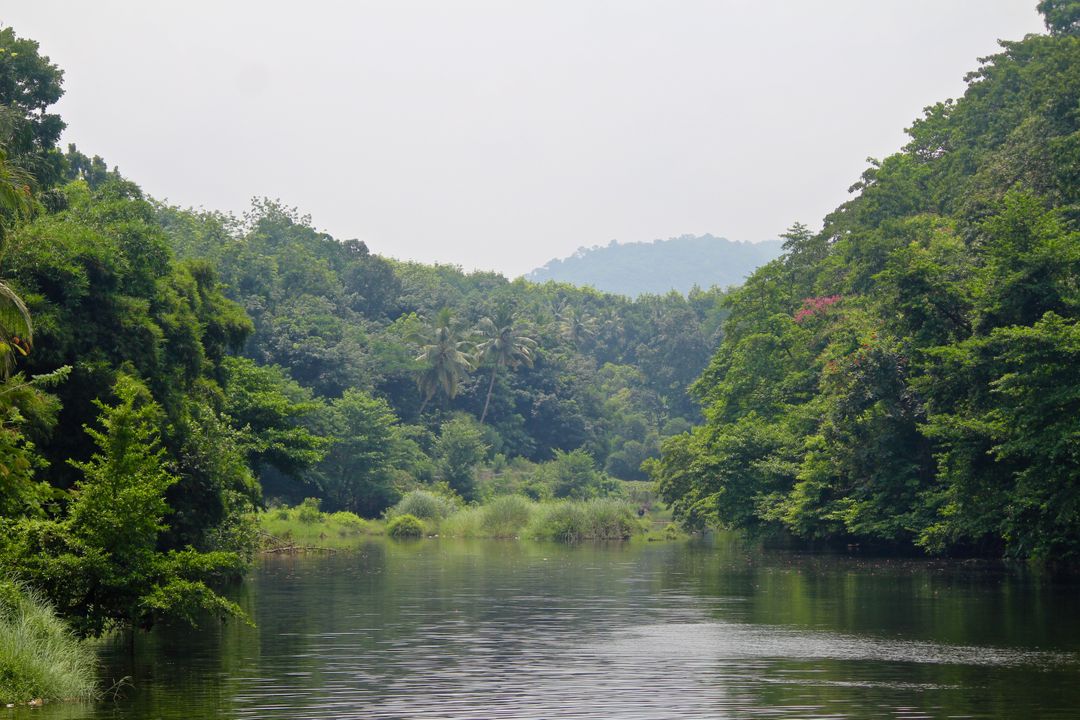 Serene Jungle River with Lush Greenery and Hills in Background - Free Images, Stock Photos and Pictures on Pikwizard.com
