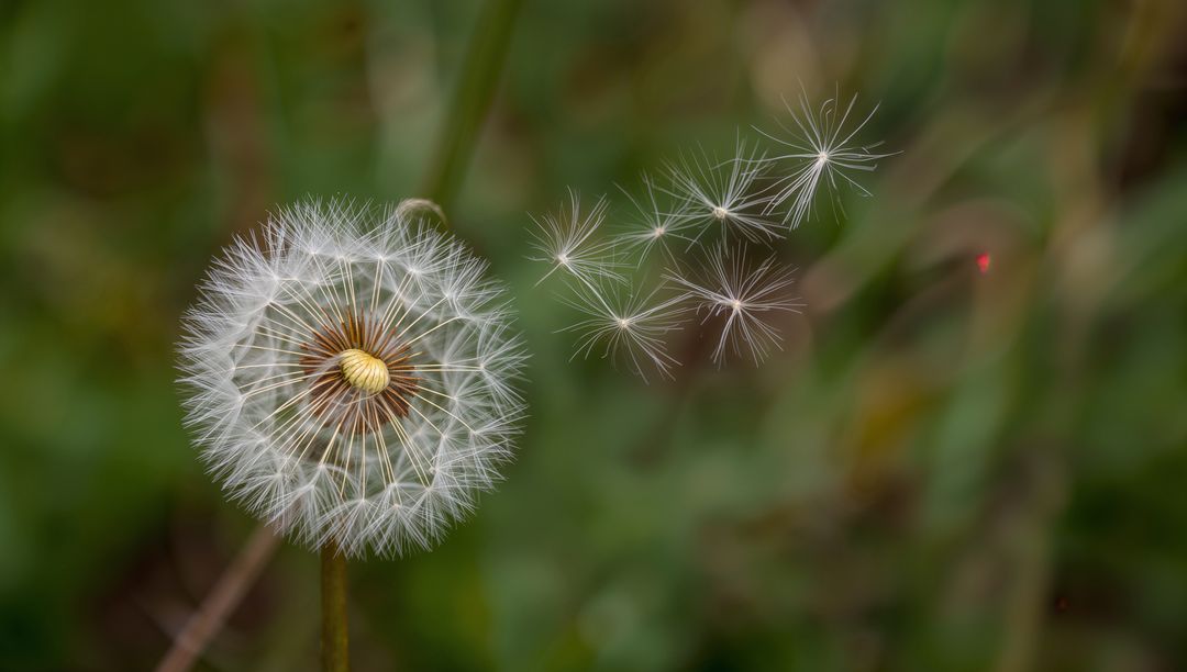 Dandelion puffball releasing seeds drifting on breeze closeup in meadow with soft bokeh
