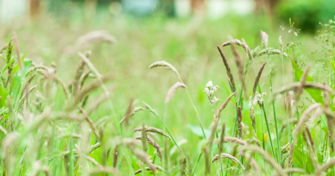 Close-up of Lush Green Agricultural Field with Crops