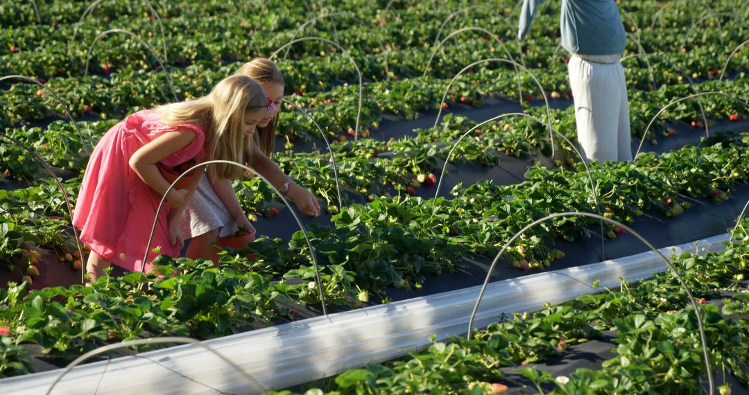 Caucasian girl picks strawberries in a sunny field - Free Images, Stock Photos and Pictures on Pikwizard.com