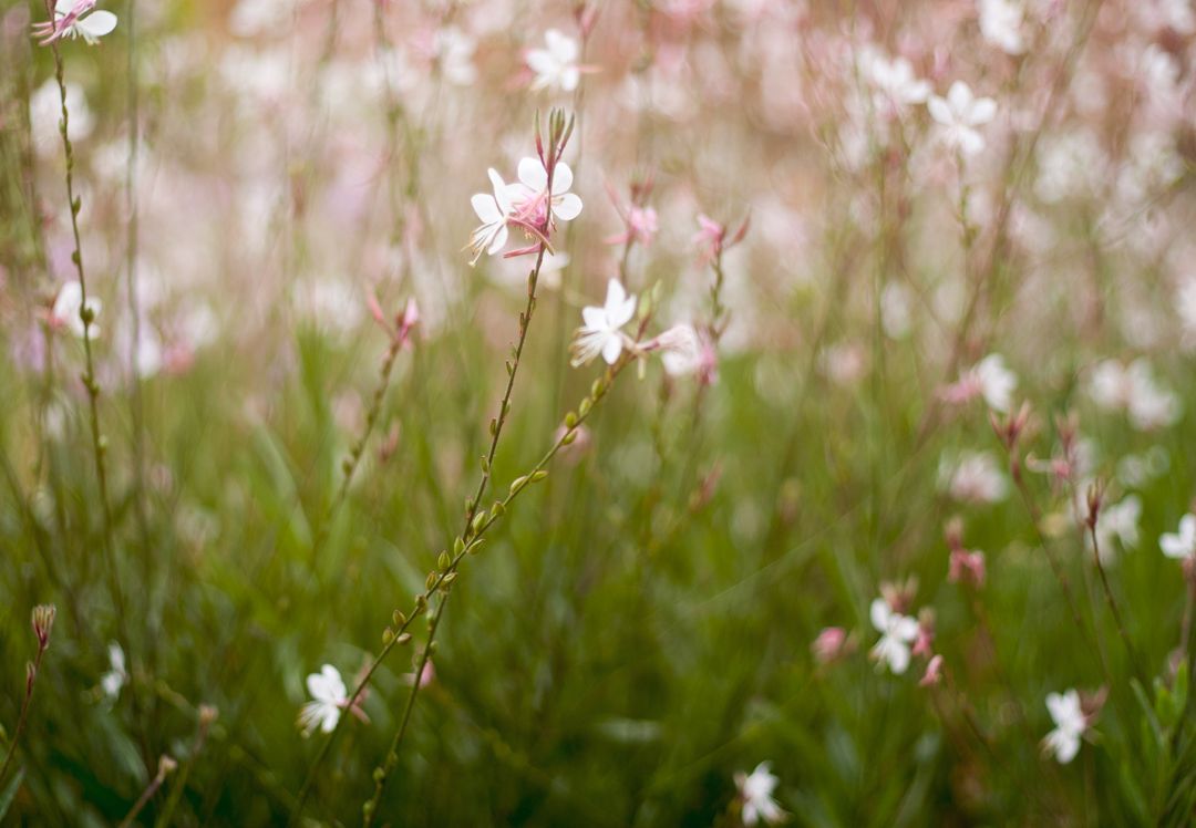 Beautiful Blooming Gaura Flowers in Nature - Free Images, Stock Photos and Pictures on Pikwizard.com