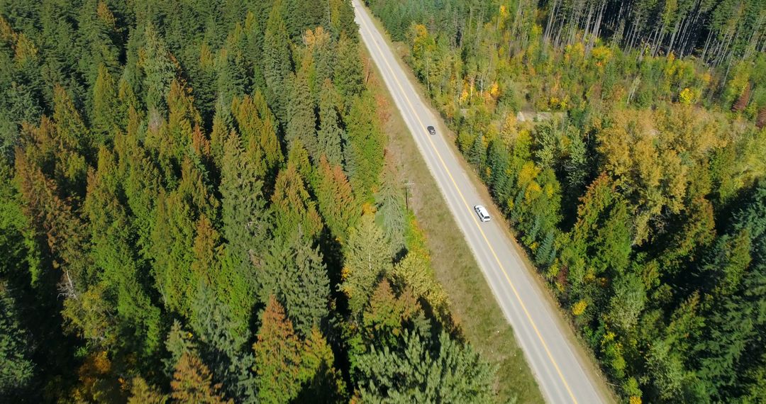 Drone View of Scenic Road Through Dense Forest in Autumn - Free Images, Stock Photos and Pictures on Pikwizard.com