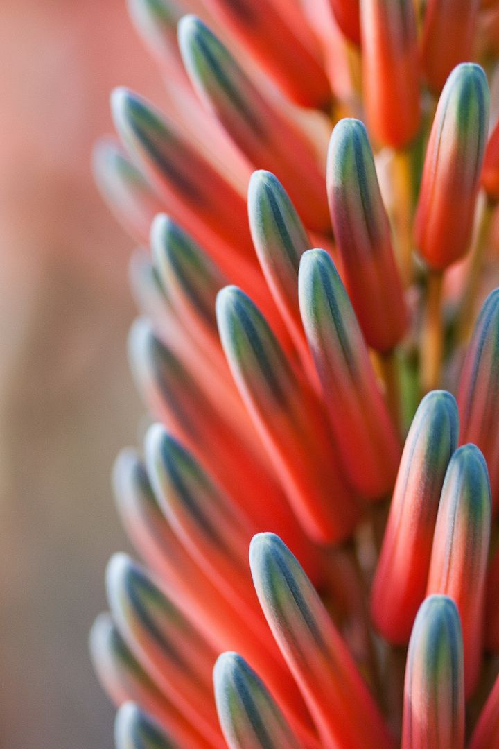 Close-up of vibrant succulent flower buds in natural sunlight - Free Images, Stock Photos and Pictures on Pikwizard.com