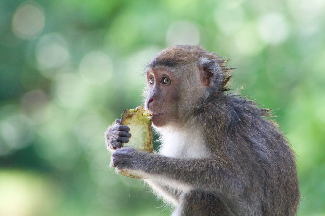 Monkey Eating Fruit in Lush Green Forest - Free Images, Stock Photos and Pictures on Pikwizard.com