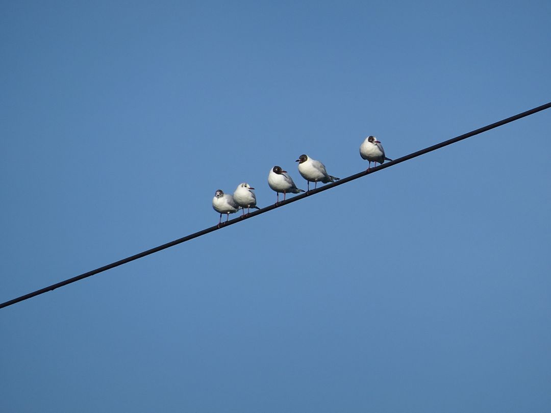 Group of White Gulls Perching on a Wire Against Clear Blue Sky - Free Images, Stock Photos and Pictures on Pikwizard.com