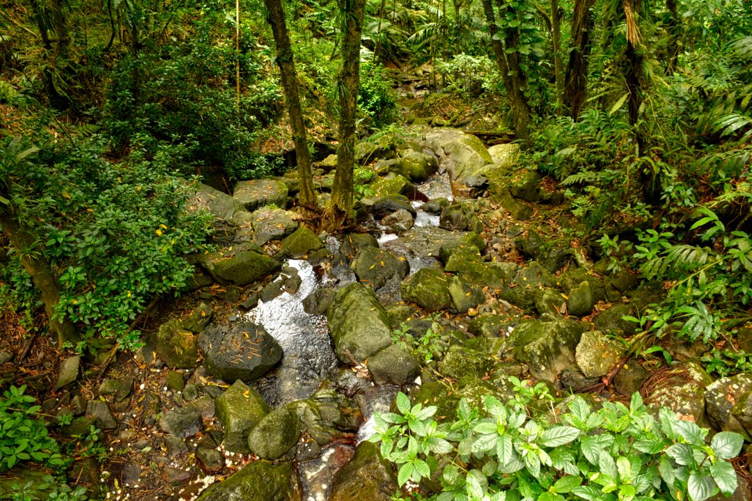 Serene Forest Stream Flowing Through Lush Greenery - Free Images, Stock Photos and Pictures on Pikwizard.com