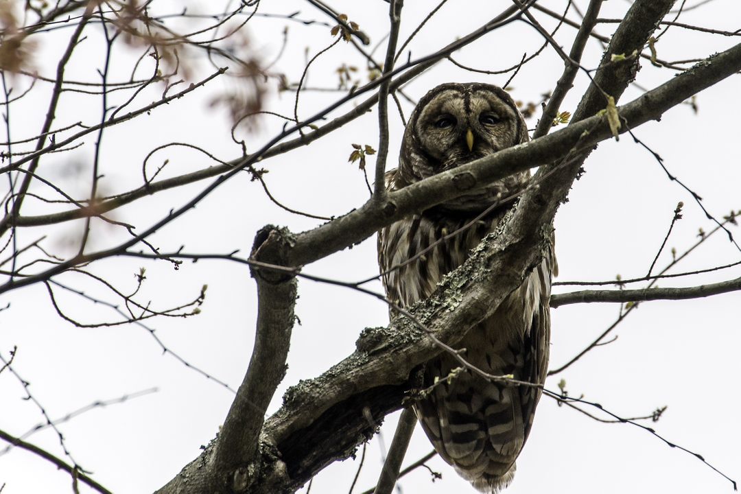 Barred Owl Perched on Tree Branch in Natural Habitat - Free Images, Stock Photos and Pictures on Pikwizard.com