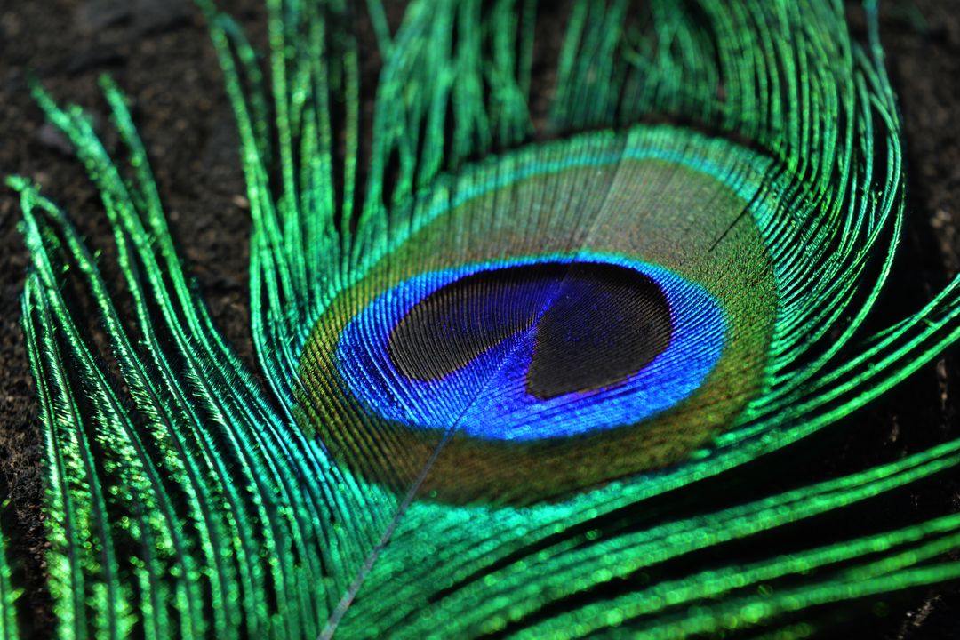 Close-up of Peacock Feather - Free Images, Stock Photos and Pictures on Pikwizard.com