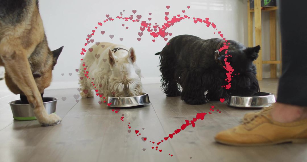 Three Dogs Happily Eating With Heart Illustration Showing Love