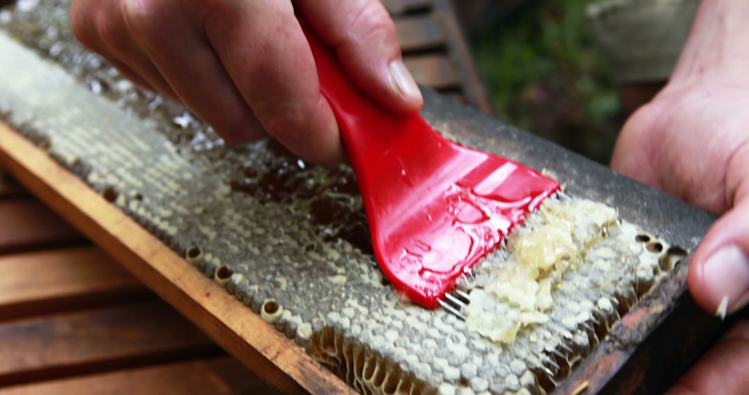 Beekeeper Harvesting Honey with Red Tool from Beehive Frame - Free Images, Stock Photos and Pictures on Pikwizard.com