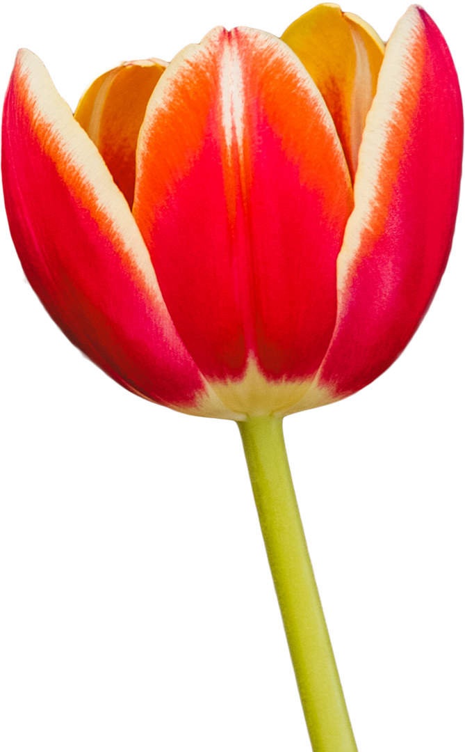 Transparent Close-Up of Pink Fresh Tulip Bloom - Download Free Stock Images Pikwizard.com