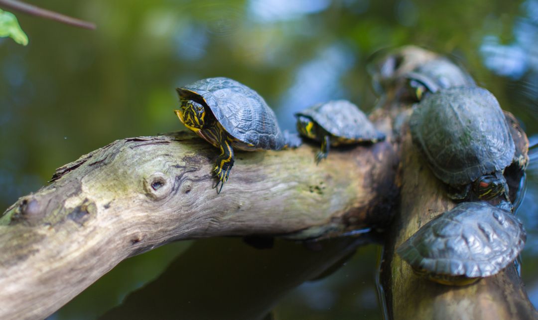 Gray Turtles Crawling on Tree Brunch - Free Images, Stock Photos and Pictures on Pikwizard.com