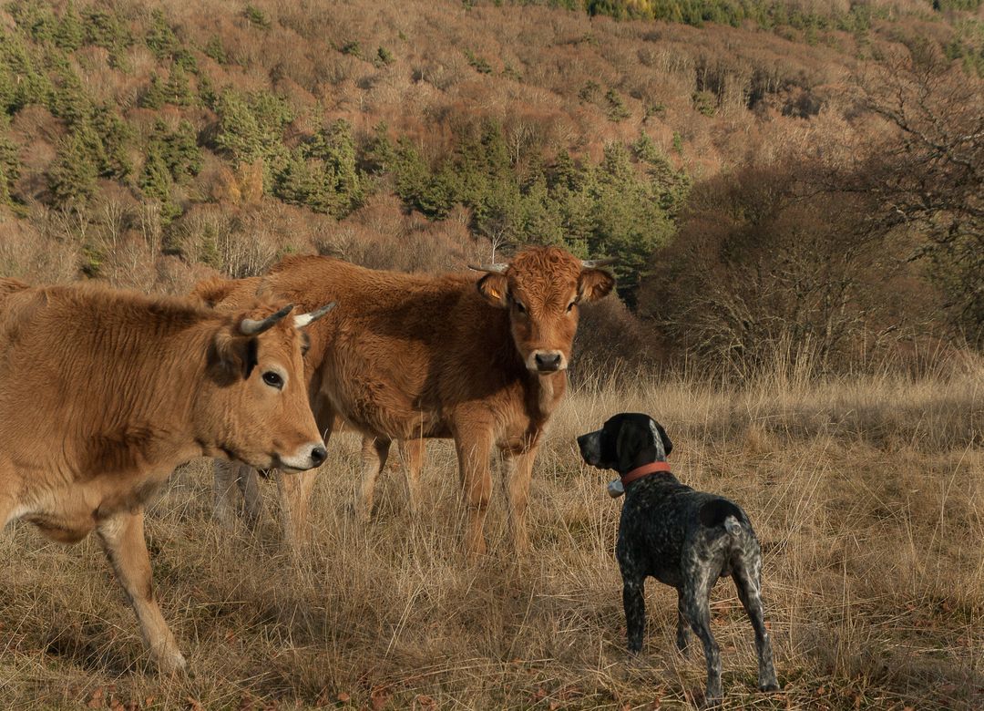 Dog Interacting with Cows in Countryside Pasture - Free Images, Stock Photos and Pictures on Pikwizard.com