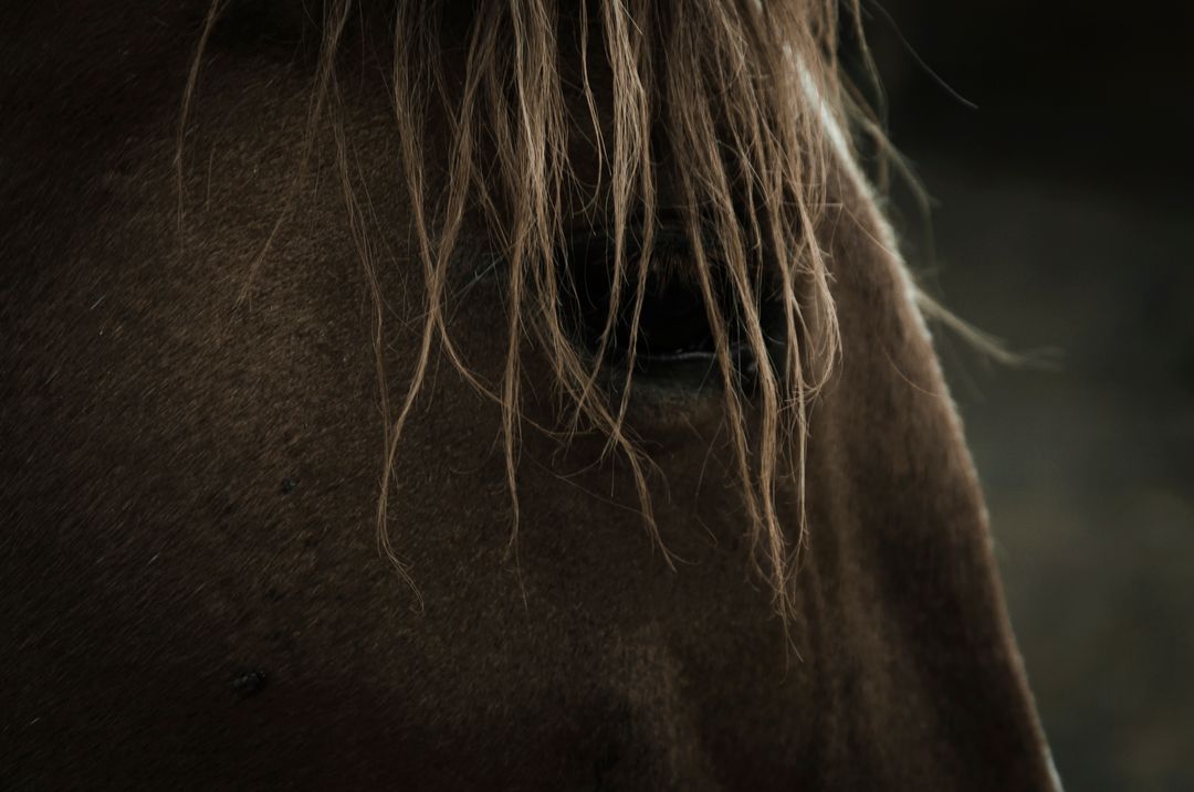 Close-Up of Horse with Wavy Mane in Focus - Free Images, Stock Photos and Pictures on Pikwizard.com