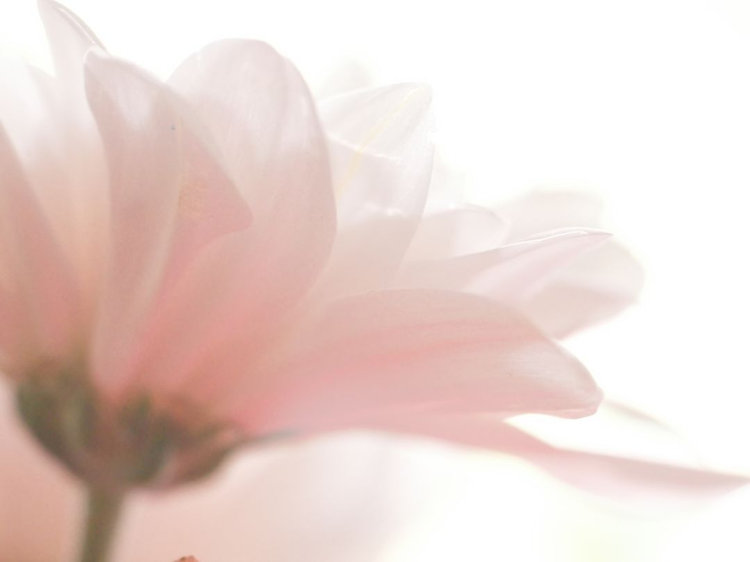 Soft Focus of Delicate Pink Flower