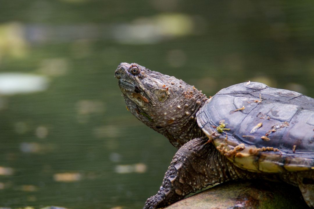 Snapping Turtle Resting by Tranquil Water