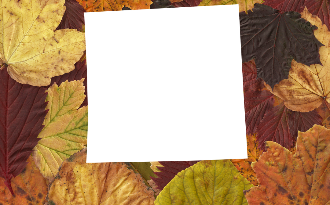 Blank Transparent Square Frame Surrounded by Autumn Leaves, Isolated Overhead View - Download Free Stock Images Pikwizard.com