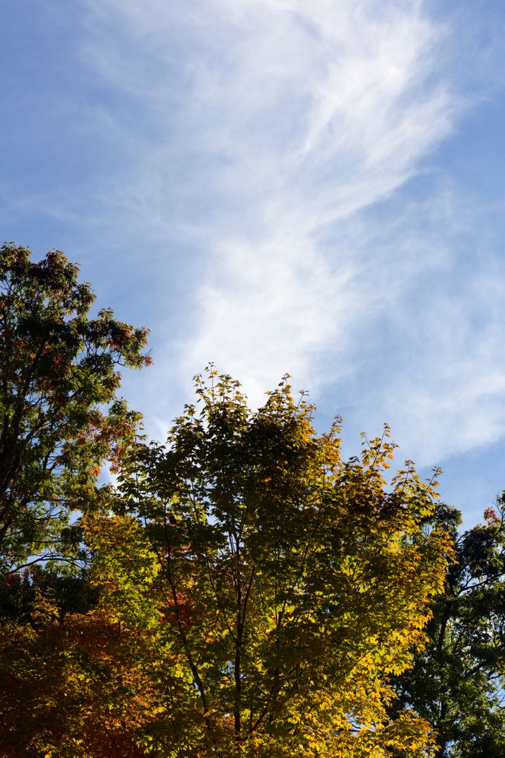 Autumn Leaves on Trees Against Blue Sky with Wispy Clouds - Free Images, Stock Photos and Pictures on Pikwizard.com