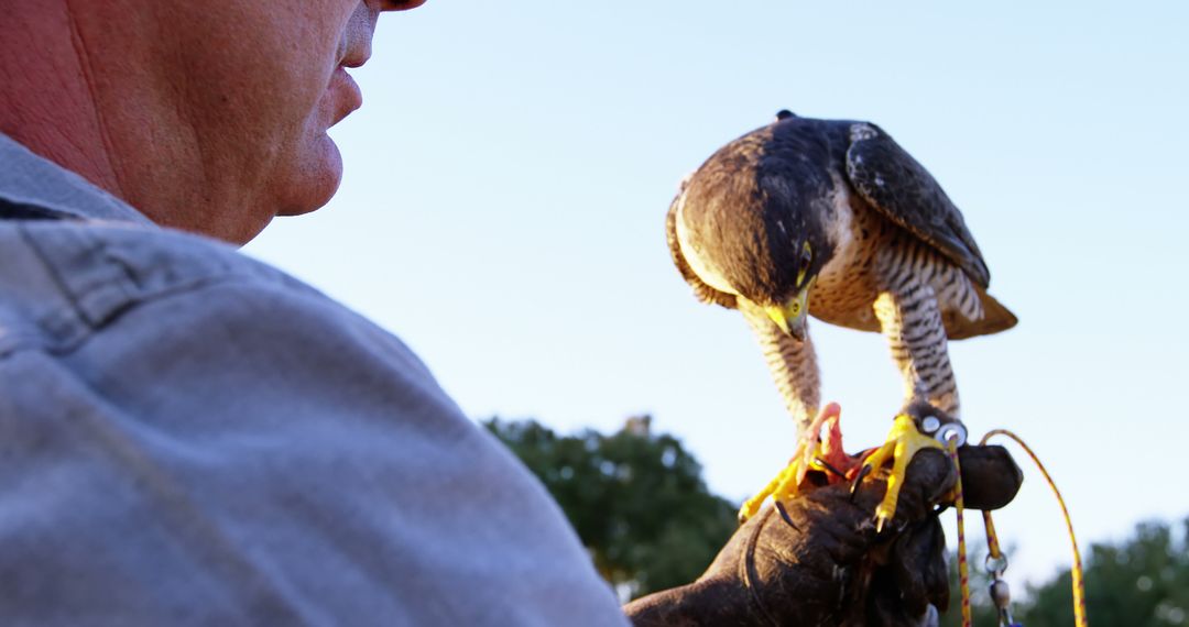 Falcon resting on handler's hand outdoors - Free Images, Stock Photos and Pictures on Pikwizard.com