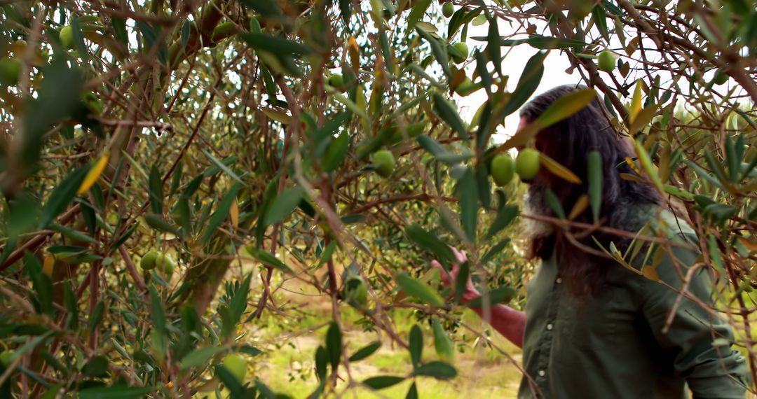 Olives growing on tree with person examining fruits outdoors - Free Images, Stock Photos and Pictures on Pikwizard.com