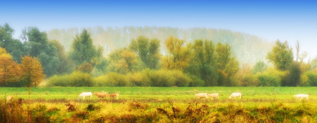 Cows Grazing in Misty Meadow in Autumn - Free Images, Stock Photos and Pictures on Pikwizard.com