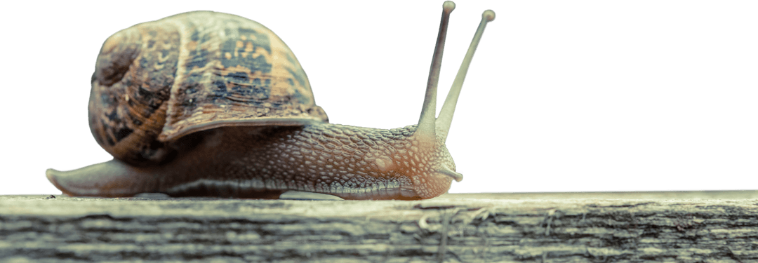 Brown Snail on Wooden Surface Transparent Background Illustration