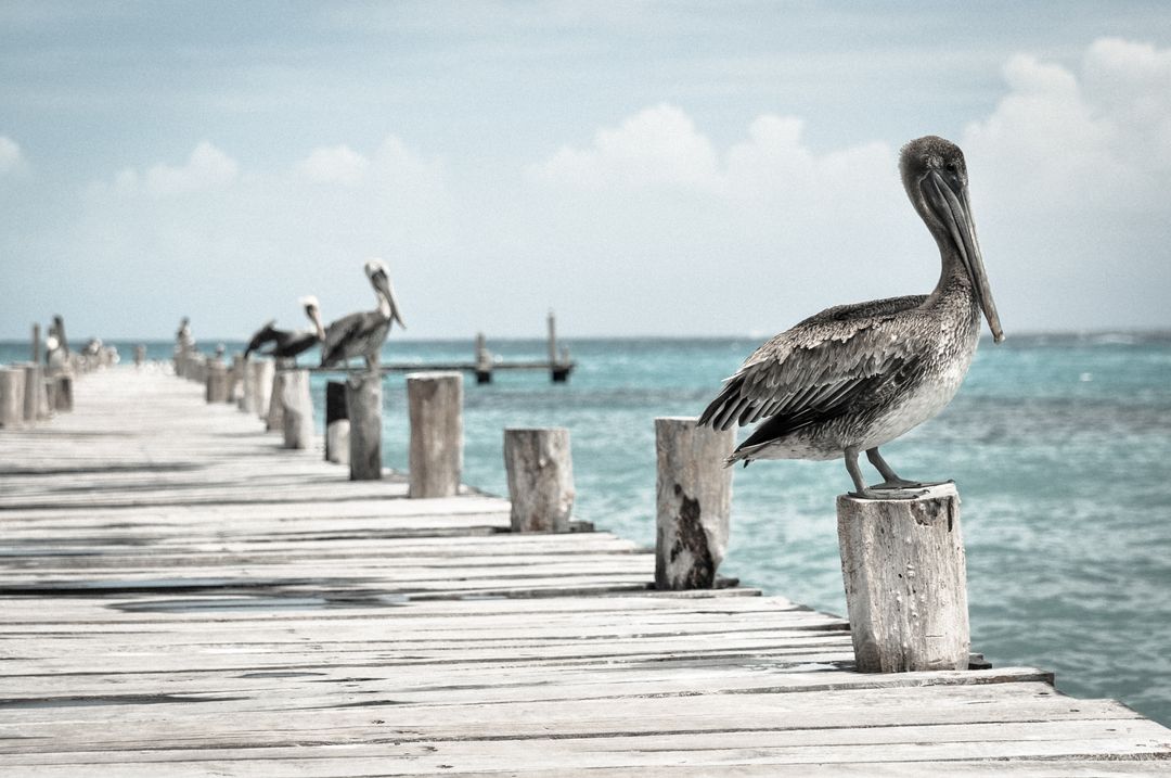 Brown Pelican Resting on Wooden Pier by Turquoise Sea - Free Images, Stock Photos and Pictures on Pikwizard.com