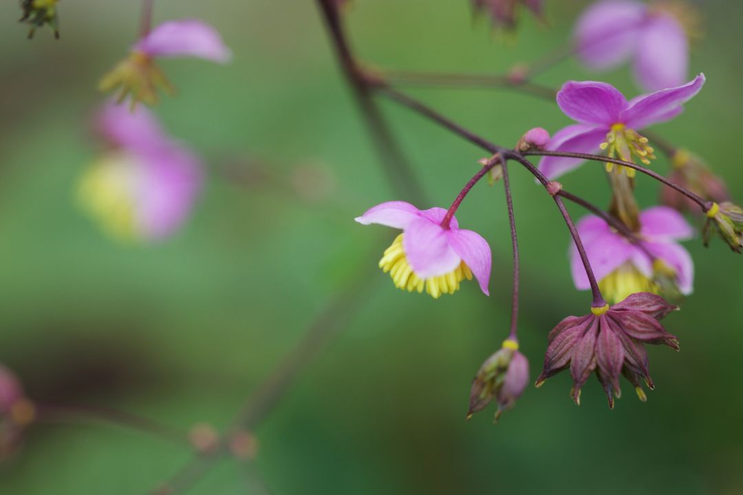 Delicate pink and yellow begonia blossoms dangling on thin stems with soft green bokeh