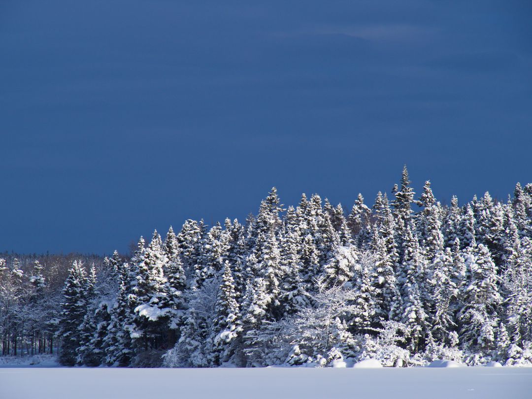 Snow-Covered Pine Forest Under Deep Blue Sky With Snowfield Foreground, Winter Landscape