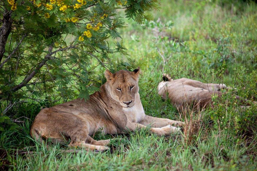 Lioness Resting in Savanna Shade with Companion Reclining on Grass