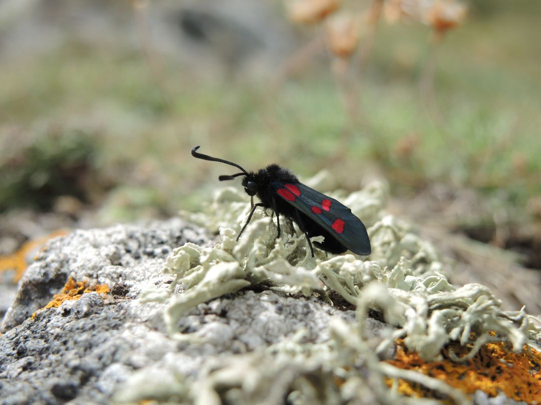 Close-Up of Exotic Black and Red Butterfly Resting on Rock with Lichen - Free Images, Stock Photos and Pictures on Pikwizard.com