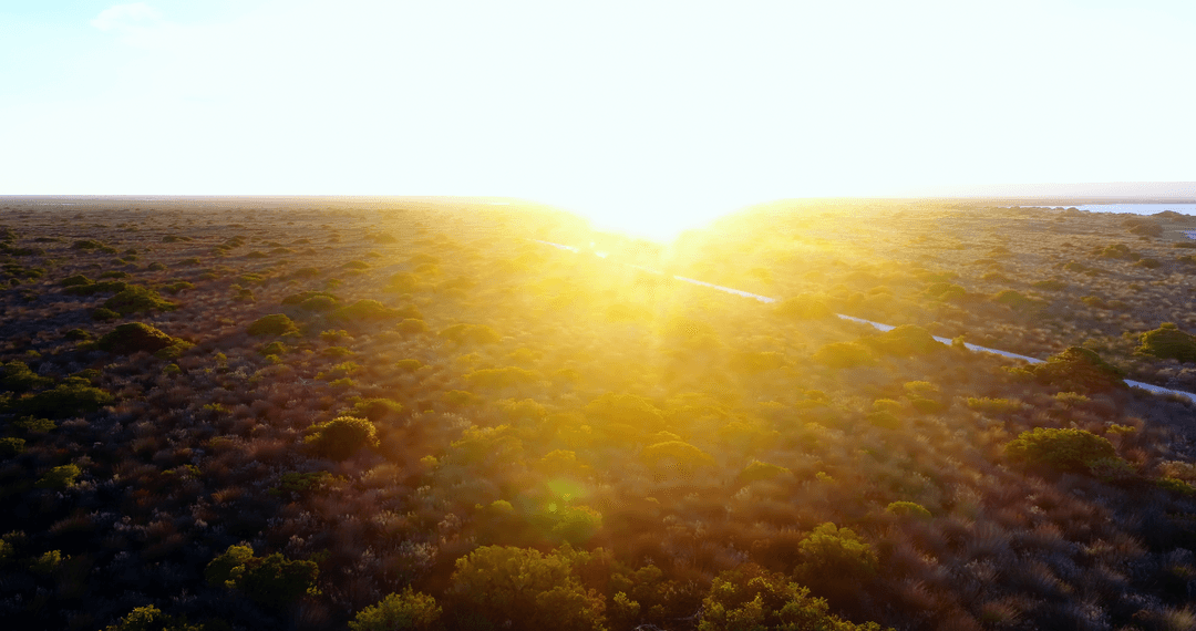 Transparent Morning Glow Over Sunlit Savannah Field and Vegetation