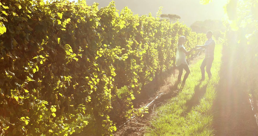 Couple Enjoying Sunlit Vineyard Stroll in Summer - Free Images, Stock Photos and Pictures on Pikwizard.com