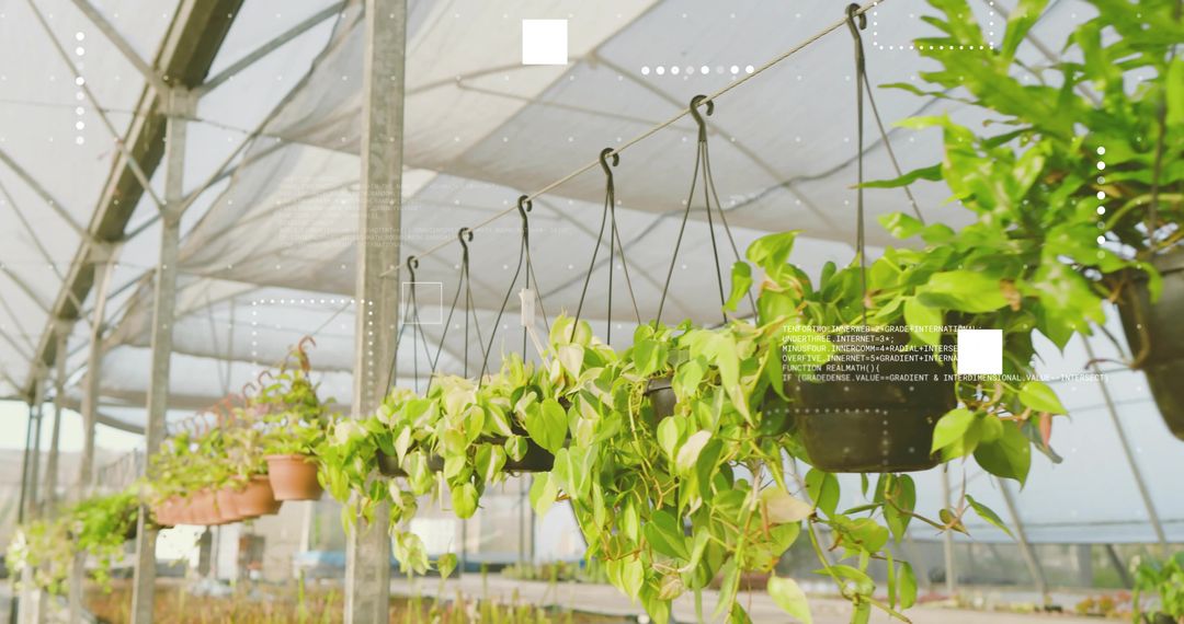 Hanging Pothos Vines in Shaded Greenhouse Showing Lush Trailing Foliage and Seedlings