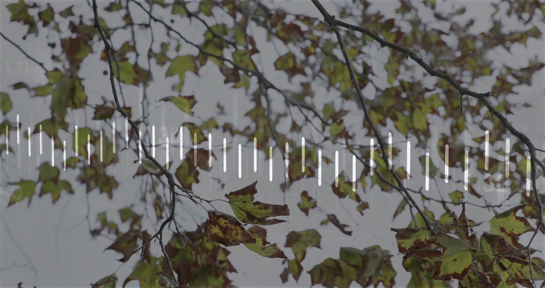 Nature Symphony: Tree Branches with Audio Assets Overlay