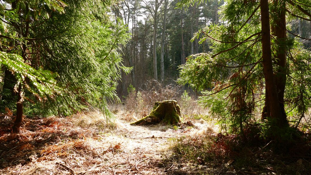 Serene Sunlit Pathway in a Dense Forest - Free Images, Stock Photos and Pictures on Pikwizard.com
