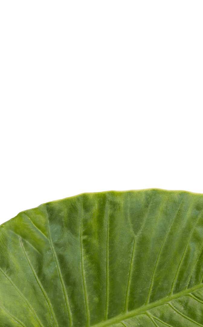 Green Plant Leaf with Textured Patterns on Transparent Background