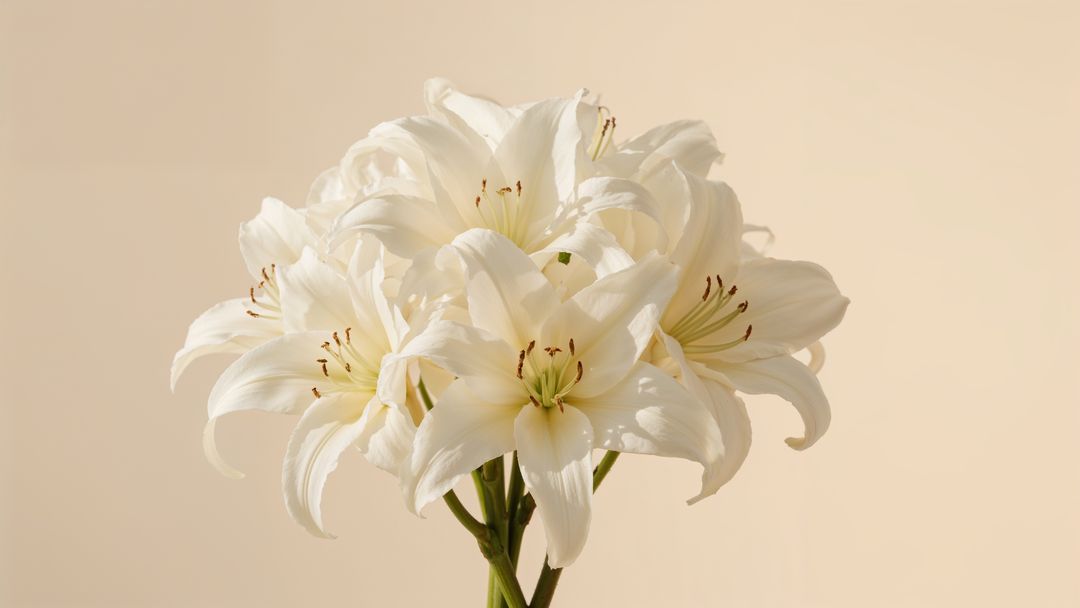 Fresh white lilies displaying elegance and simplicity for condolences