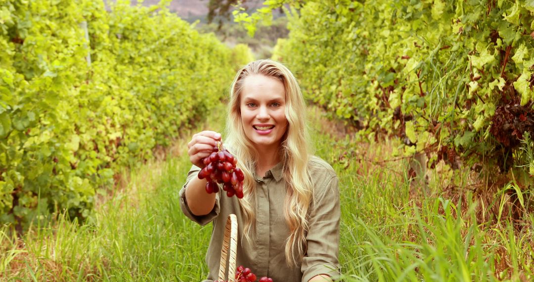 Woman Harvesting Grapes in Lush Vineyard - Free Images, Stock Photos and Pictures on Pikwizard.com